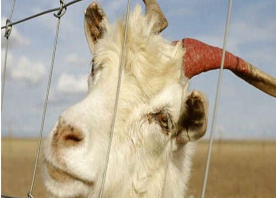 Çin Çiftlik Hayvanlar için Elektrikli Galvanizli Keçi Tel Çit Panelleri, Çevre Dostu Tedarikçi