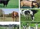 Güvenlik Hayvancılık Geyik Sığır Çit Panelleri Koruma Korozyona Direnç Tedarikçi