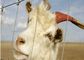 Çiftlik Hayvanlar için Elektrikli Galvanizli Keçi Tel Çit Panelleri, Çevre Dostu Tedarikçi